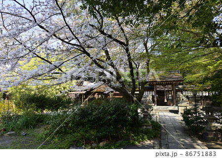 京都御苑　宗像神社の桜 86751883