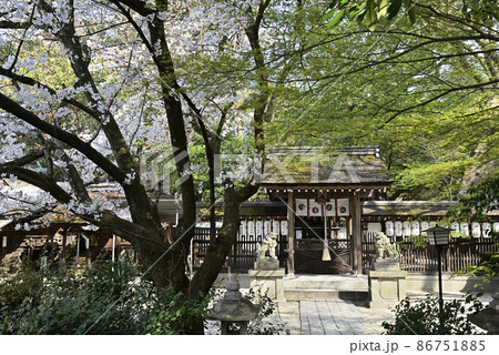 京都御苑　宗像神社の桜 86751885