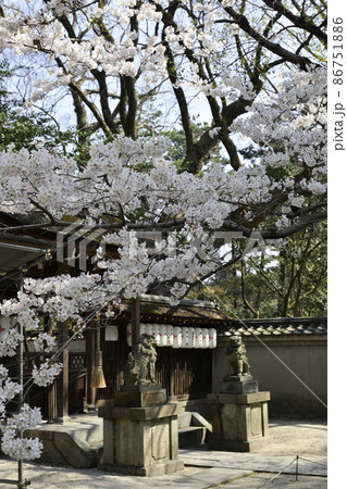 京都御苑 宗像神社の桜 京都御苑 宗像神社の桜 86751886