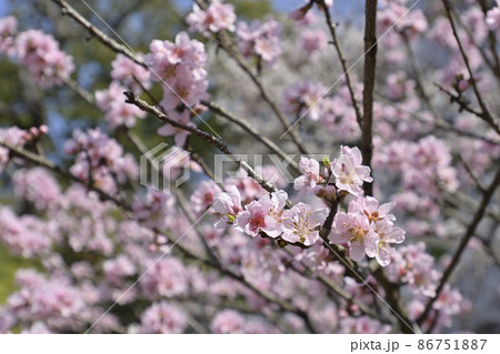 京都御苑 宗像神社の桜 京都御苑 宗像神社の桜 86751887