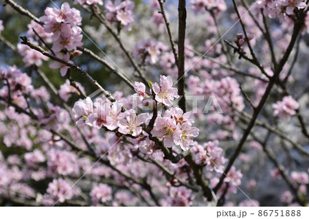 京都御苑 宗像神社の桜 京都御苑 宗像神社の桜 86751888