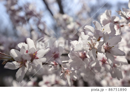 京都御苑 宗像神社の桜 京都御苑 宗像神社の桜 86751890