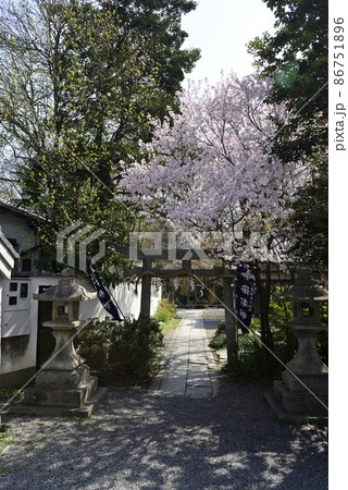 京都御苑　宗像神社の桜 86751896