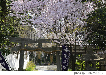 京都御苑　宗像神社の桜 86751897