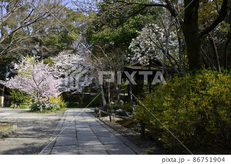 京都御苑 宗像神社の桜 京都御苑 宗像神社の桜 86751904