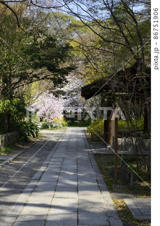 京都御苑　宗像神社の桜 86751906