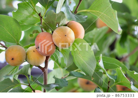 柿の木 柿の木 86753333