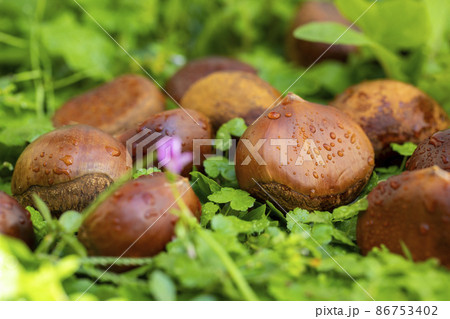 くり クリ 栗 86753402