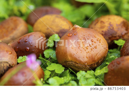 くり クリ 栗 86753403