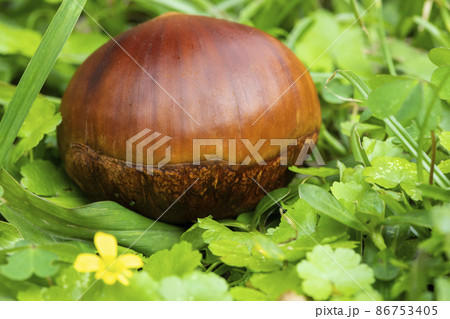 くり クリ 栗 86753405