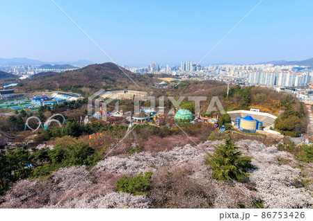 春 桜 豆類公園 86753426