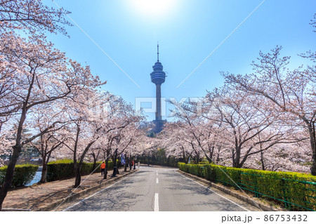 春 桜 豆類公園 86753432