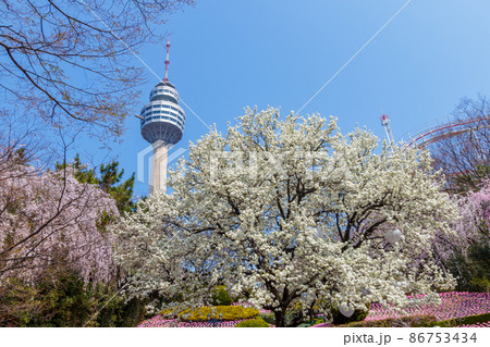 春 桜 豆類公園 86753434
