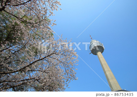 春 桜 豆類公園 86753435