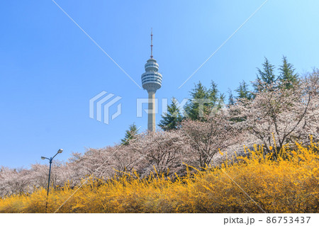 春 桜 豆類公園 86753437