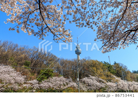 春 桜 豆類公園 86753441