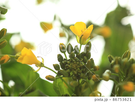 アスパラ菜の花とつぼみ アスパラ菜の花とつぼみ 86753621