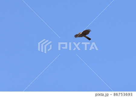生き物　野鳥　ハイタカ、飛翔中。翅先の突出は六枚でしっかり見えます 86753693