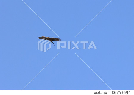 生き物　野鳥　ハイタカ、飛翔中。猛禽に似合わないとぼけた顔に見えます 86753694