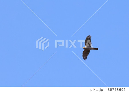 生き物　野鳥　ハイタカ、短めで幅広の翼に長い尾。力強くて素速そうな姿 86753695