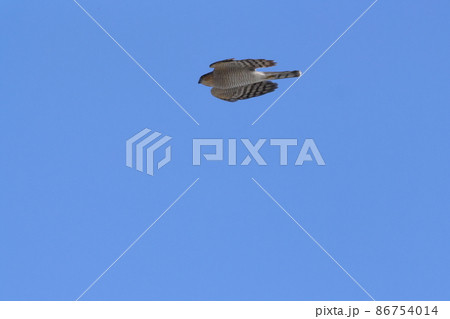 生き物　野鳥　ハイタカ、翅をすぼめてほぼ水平に高速飛行。一気に目標に突進します 86754014