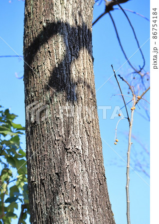 栴檀(センダン)の幹と実 栴檀(センダン)の幹と実 86754184