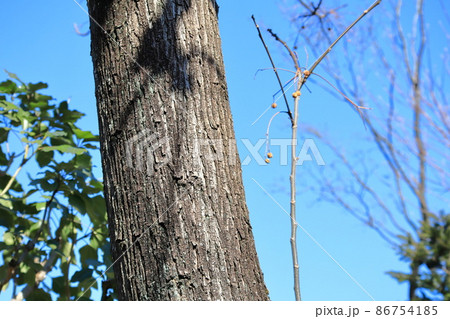 栴檀(センダン)の幹と実 栴檀(センダン)の幹と実 86754185
