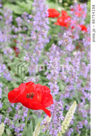 花畑のポピー 86754198