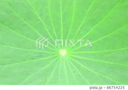 Texture leaf of lotus. 86754225