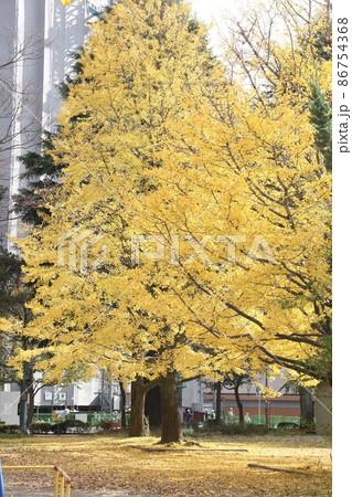 紅葉したイチョウの木 86754368