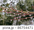 たくさんの雨粒をまとった冬の日の紅葉の枝 86754471