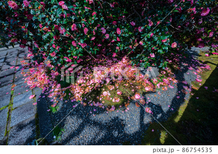 京都市北区に所在する五色八重散り椿で有名な地蔵院を撮影 京都市北区に所在する五色八重散り椿で有名な地蔵院を撮影 86754535