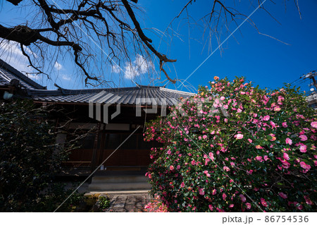 京都市北区に所在する五色八重散り椿で有名な地蔵院を撮影 86754536