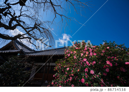 京都市北区に所在する五色八重散り椿で有名な地蔵院を撮影 86754538