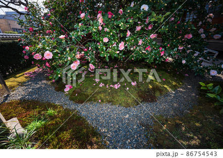 京都市北区に所在する五色八重散り椿で有名な地蔵院を撮影 86754543