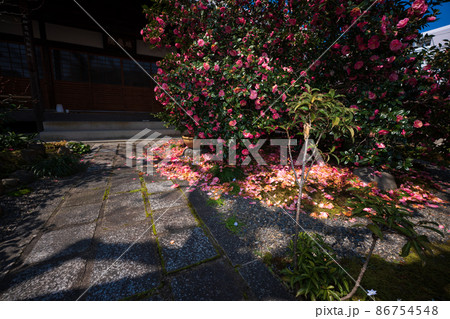 京都市北区に所在する五色八重散り椿で有名な地蔵院を撮影 86754548