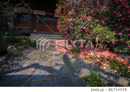 京都市北区に所在する五色八重散り椿で有名な地蔵院を撮影 京都市北区に所在する五色八重散り椿で有名な地蔵院を撮影 86754549