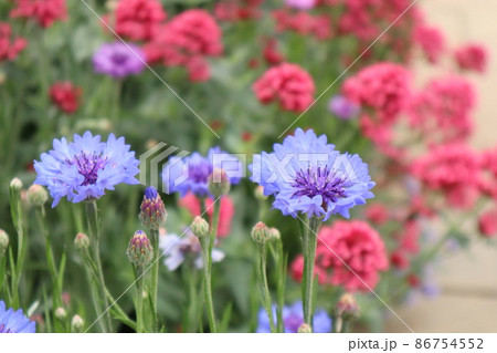 ヤグルマギクと花畑 ヤグルマギクと花畑 86754552