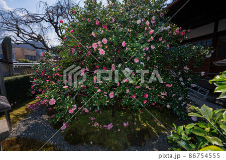京都市北区に所在する五色八重散り椿で有名な地蔵院を撮影 京都市北区に所在する五色八重散り椿で有名な地蔵院を撮影 86754555