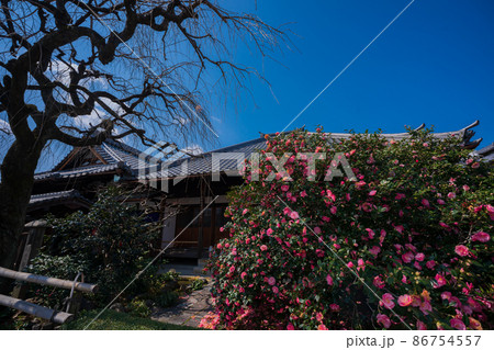 京都市北区に所在する五色八重散り椿で有名な地蔵院を撮影 86754557