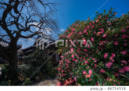 京都市北区に所在する五色八重散り椿で有名な地蔵院を撮影 86754558