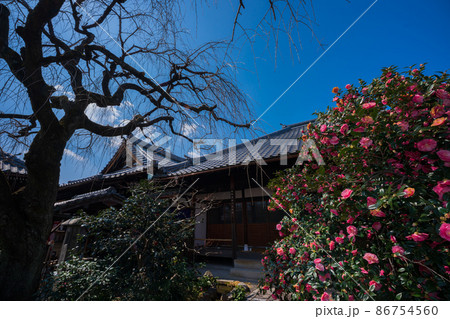 京都市北区に所在する五色八重散り椿で有名な地蔵院を撮影 86754560