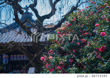 京都市北区に所在する五色八重散り椿で有名な地蔵院を撮影 京都市北区に所在する五色八重散り椿で有名な地蔵院を撮影 86754585