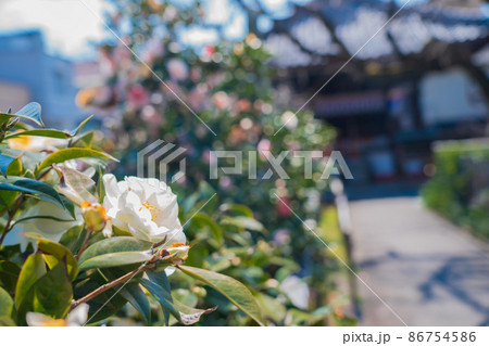 京都市北区に所在する五色八重散り椿で有名な地蔵院を撮影 86754586