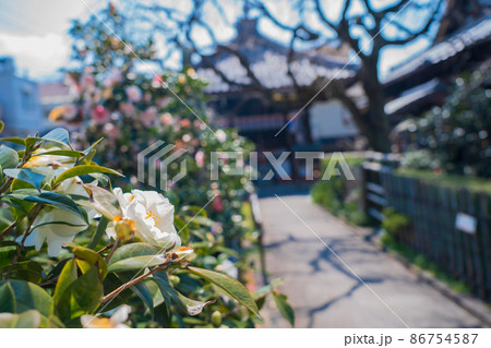 京都市北区に所在する五色八重散り椿で有名な地蔵院を撮影 86754587