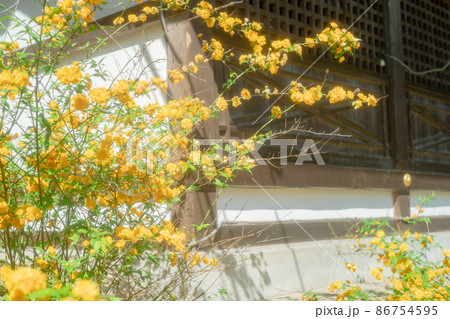 京都市北区に所在する五色八重散り椿で有名な地蔵院を撮影 86754595