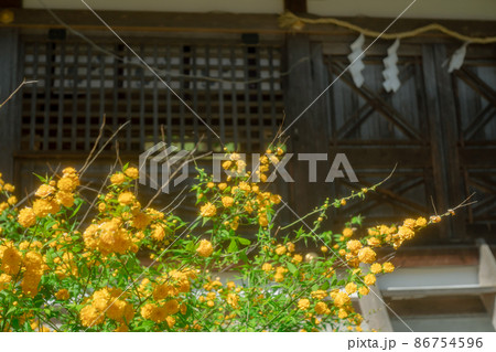 京都市北区に所在する五色八重散り椿で有名な地蔵院を撮影 86754596