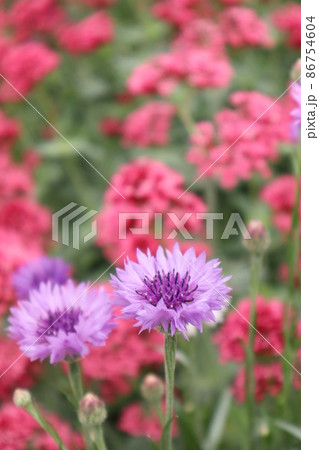 ヤグルマギクと花畑 86754604