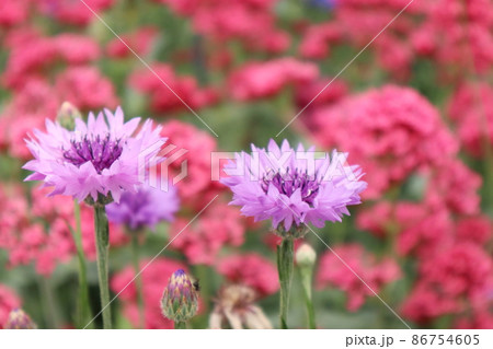 ヤグルマギクと花畑 86754605