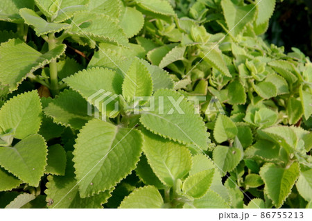 Shoot and leaves of Indian borage of Maxican mint. 86755213